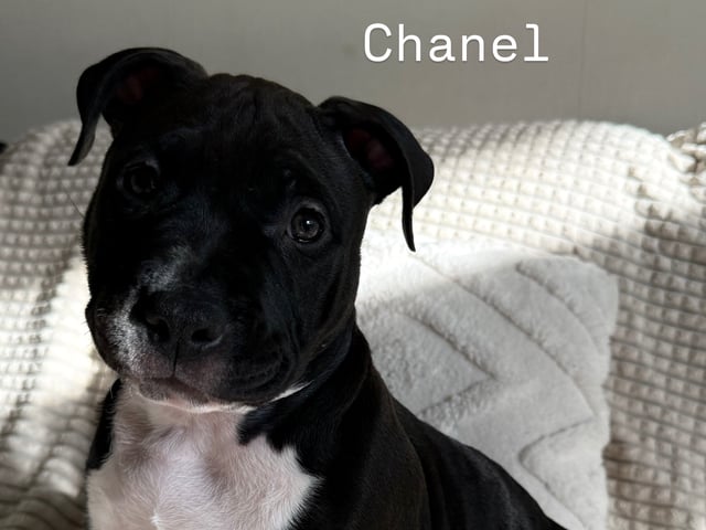 American bully