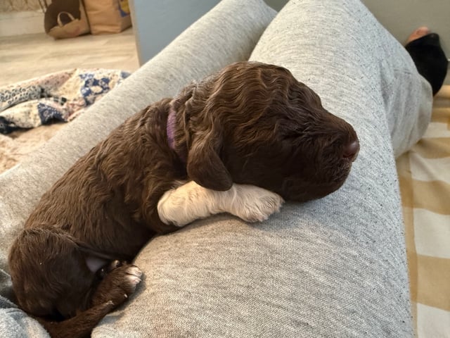 Lagotto romagnolo