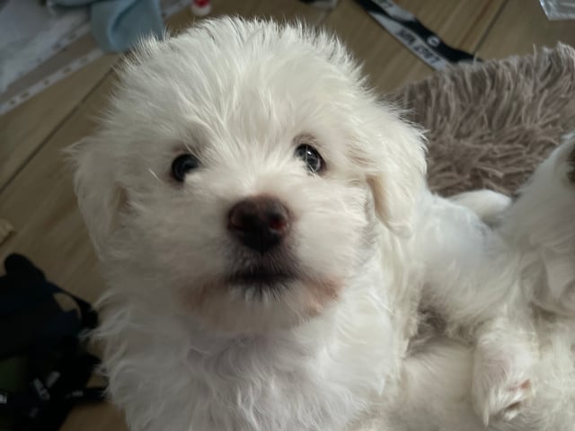 Malteser mix · Oxie · Mathias O.