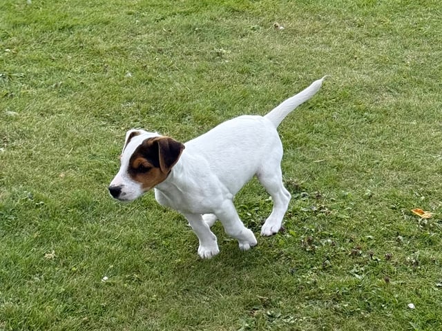Jack russell terrier · Nora · Decoy