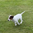 Jack russell terrier