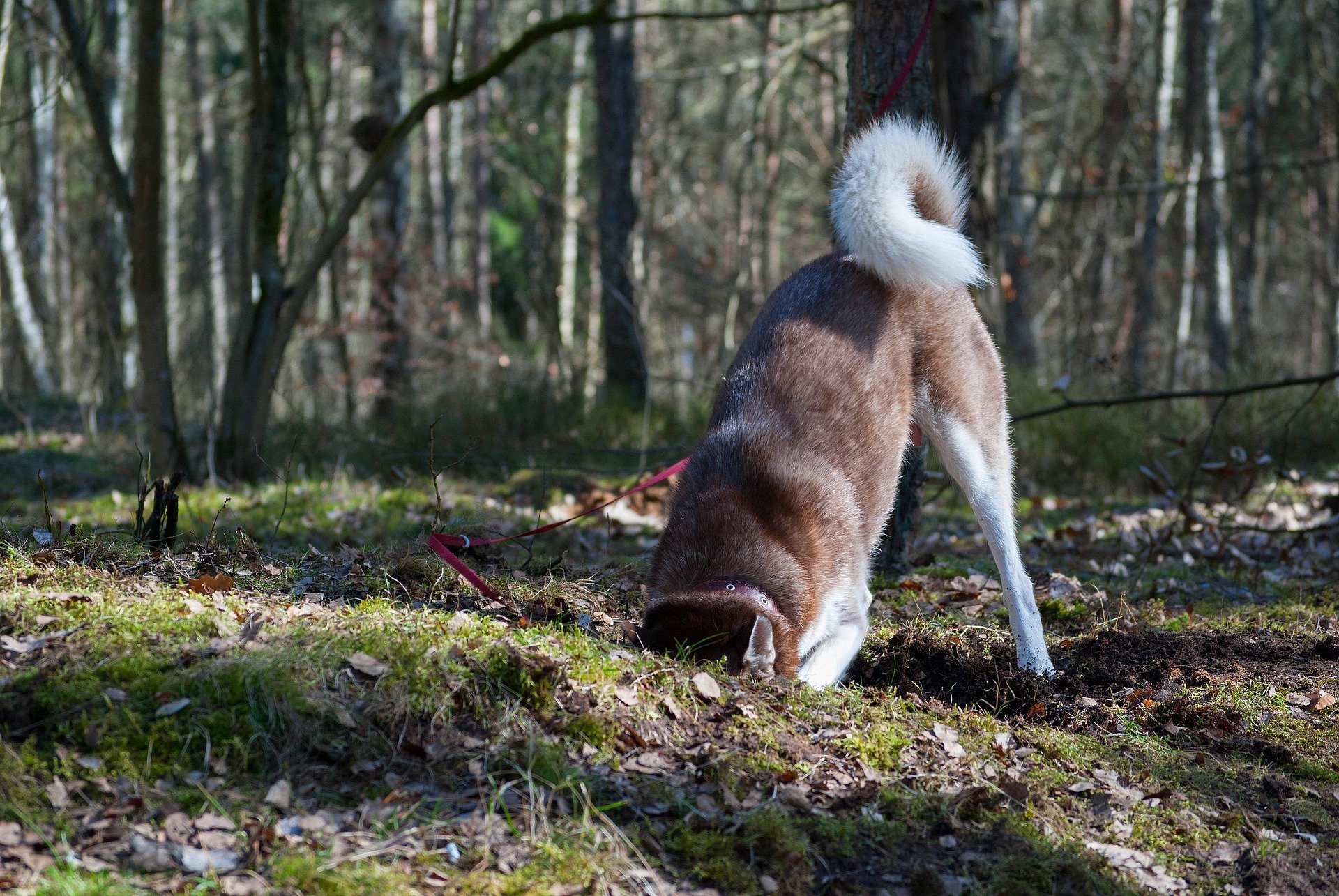 dog digging
