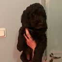Cockerpoo