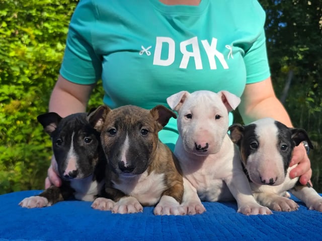 Miniature Bull Terrier
