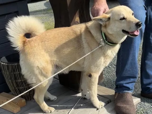 Norsk buhund