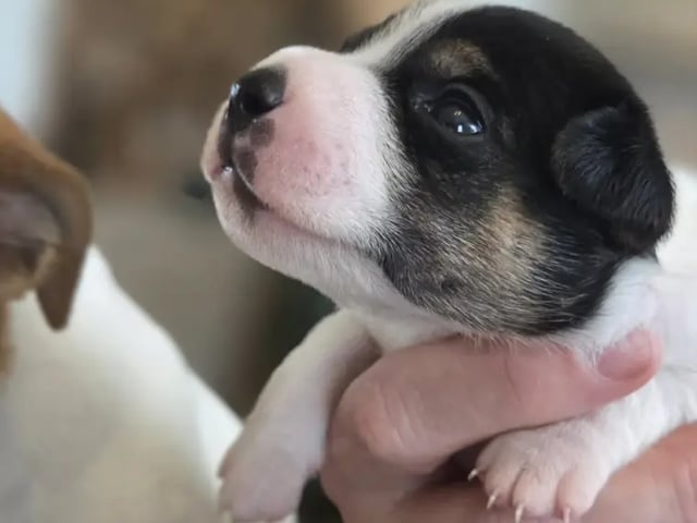 Dansk-svensk gårdhund