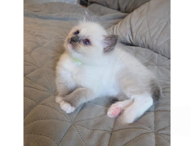 kitten: Lilla My