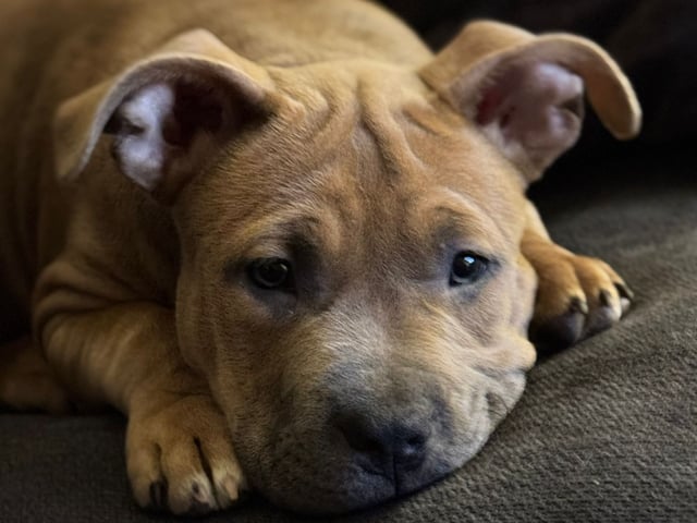 American bully