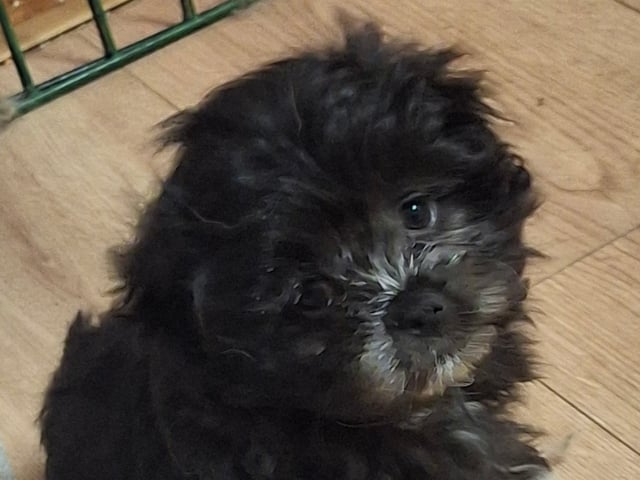 Blandras yorkipoo/Japanese chin · Långshyttan · Kerstin J.