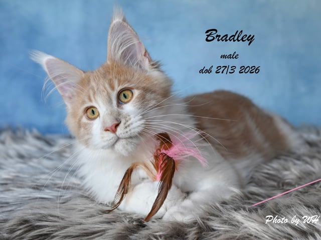 Maine Coon · Ugglarp · WH Jolly Tail’s