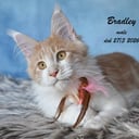 Maine Coon