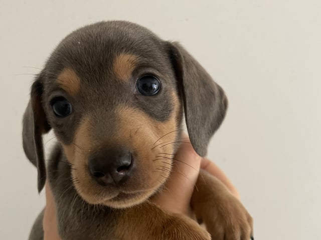 Dachshund · Enskededalen · Biancas