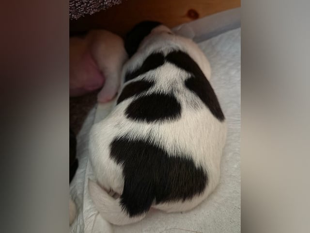 Skønne Shih Tzu hvalpe