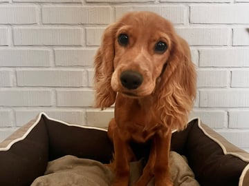 Cocker spaniel mor Cocker spaniel far · Råde · Mariela Mitrikova
