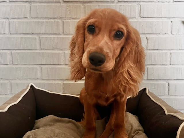 Cocker spaniel mor Cocker spaniel far · Råde · Mariela Mitrikova