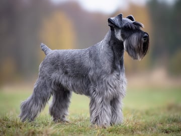 Schnauzer