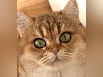 CHa