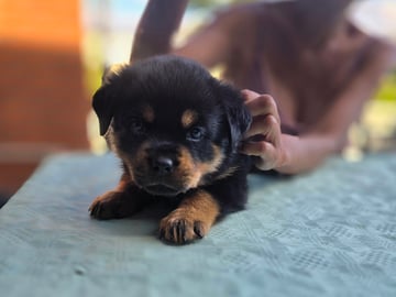 Rottweiler · Linköping · M and Jenny's