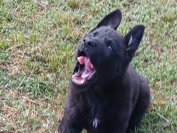 Kennel Snibor Anzi