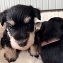 Dværgschnauzer