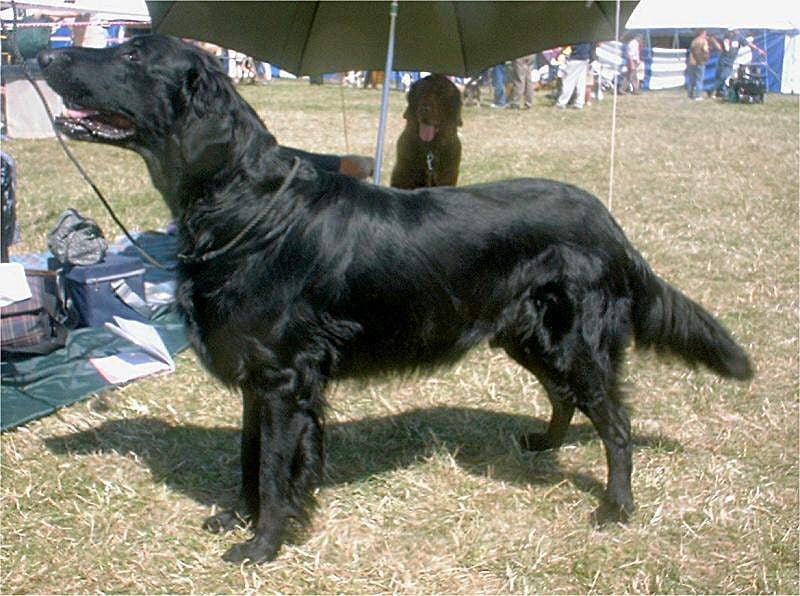 Jägarmonséns