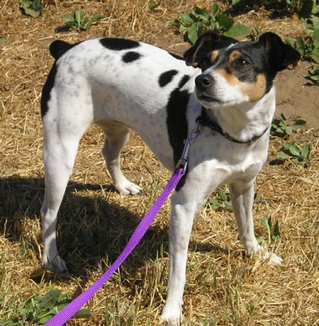Rat terrier