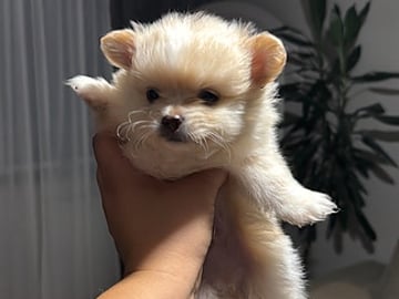 Blandras: Pomeranian, Chihuahua · Kalix · Ivanna B.