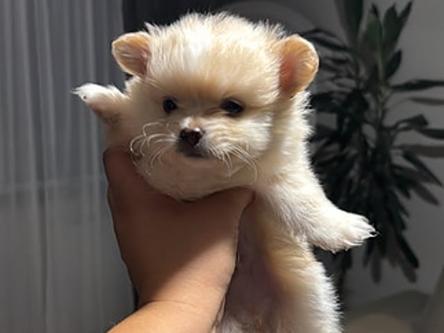 🐾❤️ Våra små älsklingar söker sina framtida familjer ❤️🐾