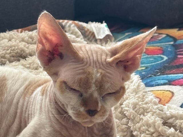 Devon Rex