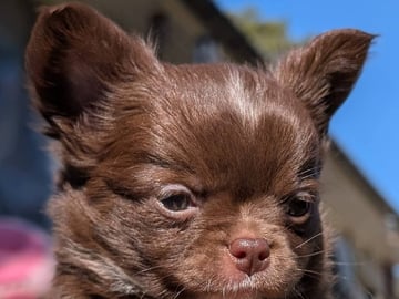 Chihuahua Långhåriga · Stenhamra · Cattlegirls