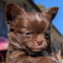 Chihuahua Långhåriga