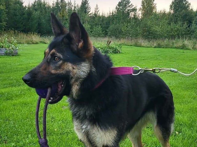 Hund: Divatorpets Obelixa av Hjärta