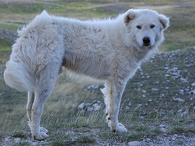 Maremma Abruzzese Sheepdog