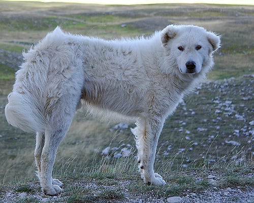 Maremmano-abruzzese