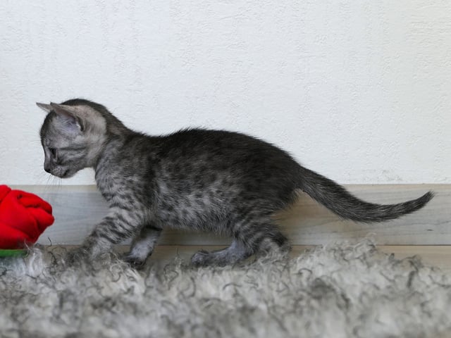 Egyptisk Mau