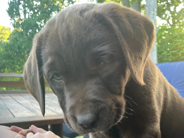 Labrador retriever