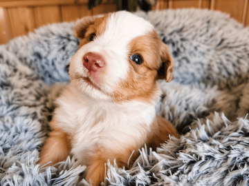 Emterborns