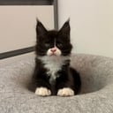 Maine Coon
