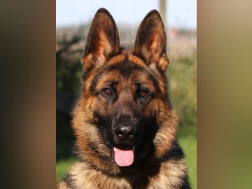Schæferhund · Hova · Charming Shepherd's