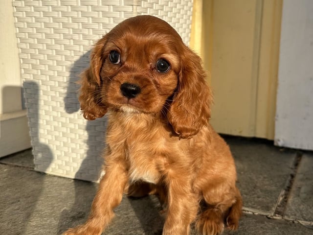 Cavalier king charles spaniel