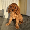 Cavalier king charles spaniel