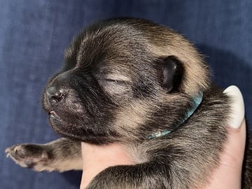 German Spitz – Kleinspitz · Herre · Omnia
