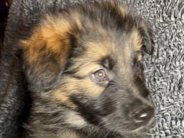 Schæferhund · Liden · Snömarkens