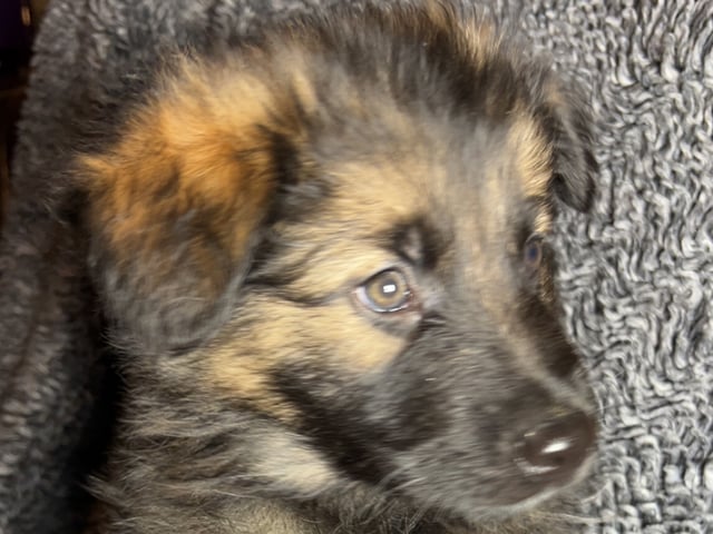Schæferhund · Liden · Snömarkens