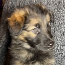 Tysk Schäferhund