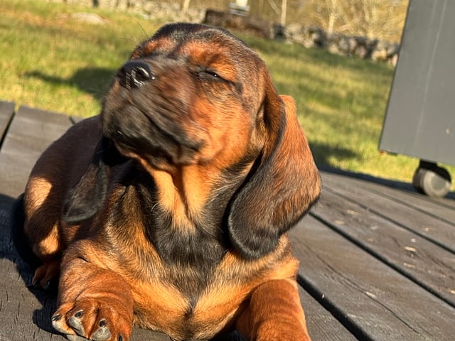 Alpenländische Dachsbracke