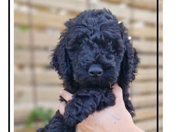 Smith Labradoodles