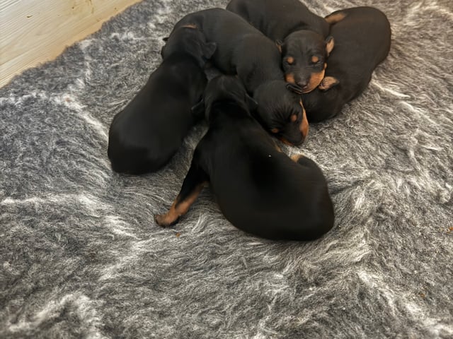 English Toy Terrier