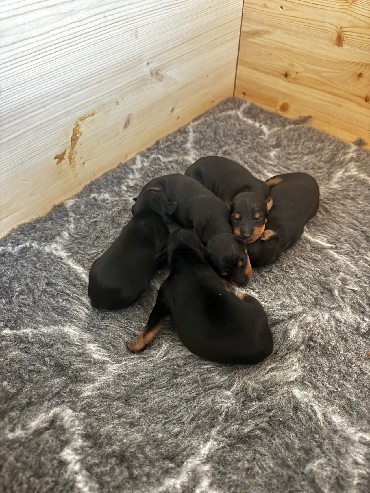 Utseende och päls
