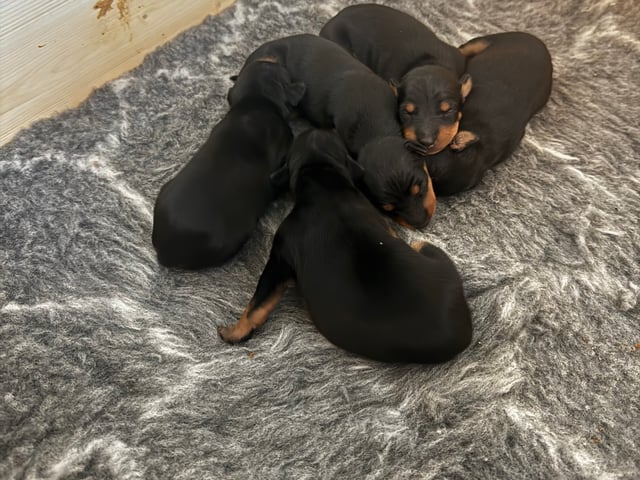 English Toy Terrier